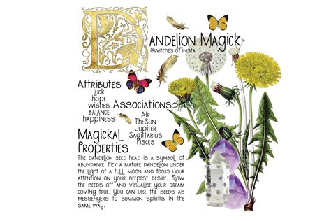 The Wonders of Dandelion Magic: How It Can Bring Good Fortune